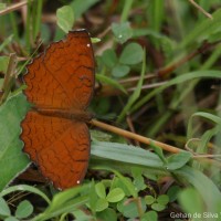 Ariadne ariadne Linnaeus, 1763